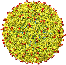A representation of the surface of the Zika virus (Purdue University image/courtesy of Kuhn and Rossmann research groups)