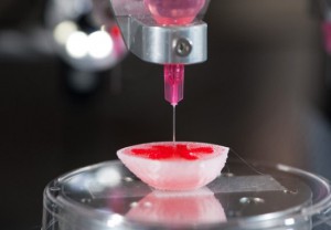 Riñón bioimpreso mediante impresora 3D. / UPF