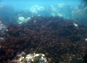 Bleached mature staghorn coral in February 2016 at Lizard Island, Great Barrier Reef. / ARC