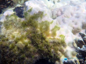 Coral moribundo / ARC