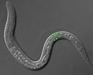 Los científicos de Rosario lograron duplicar la vida de un gusano mediante la acción de bacterias probióticas. Y ahora planean explorar el mismo enfoque en mamíferos, incluyendo seres humanos. / Crédito: Agencia CYTA