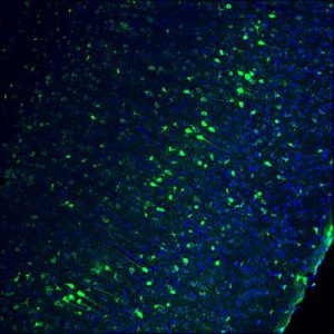 Pictured is a part of the adult mouse brain. Cell nuclei are blue and genome-edited neurons are green / Imagen: Salk Institute