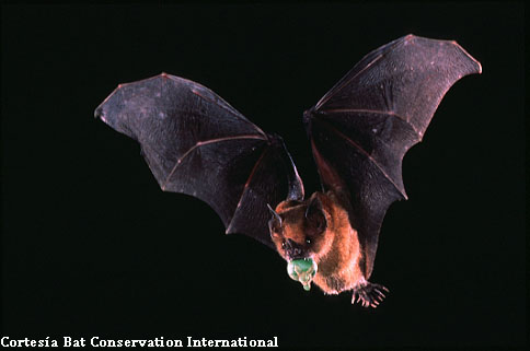 El murciélago magueyero menor, uno de los principales polinizadores del agave, ya no es una especie amenazada y saldrá de la lista de especies en riesgo.(Cortesía Marco Tschapka de la Universidad de Ulm, Alemania)