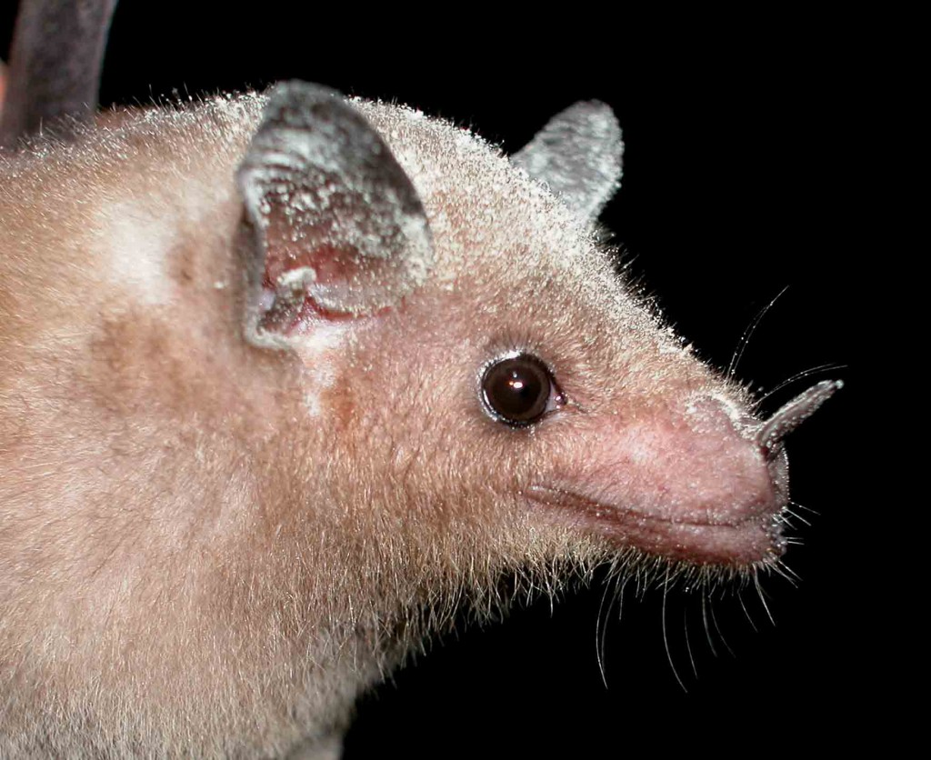 Figura 1. El murciélago magueyero menor (Leptonycteris yerbabuenae) en Bahía del Kino, Sonora. (Fotografía de Marco Tschapka).