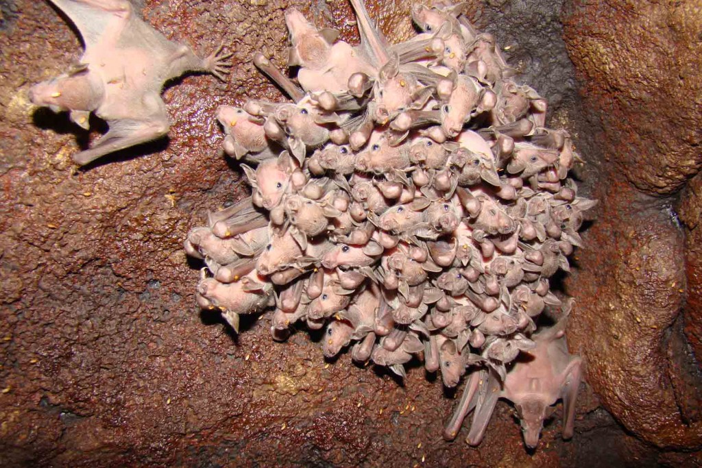 Figura 3. Un parche de crías de L. yerbabuenae en la cueva de la Reserva de la Biosfera del Pinacate y Gran Desierto de Altar. Las hembras de esta especie viajan miles de kilómetros para tener a sus crías en este sitio (Fotografía de Marco Tschapka).