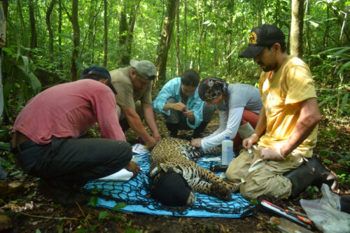 Figura 2. Momento de colocación de un radio-collar de GPS Satelital a un jaguar (Foto: Silvano Gómez).