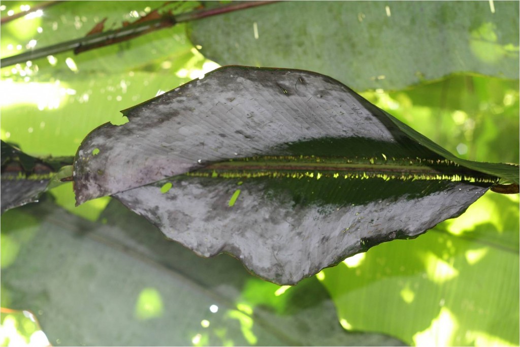 Figura 1. Este platanillo (Heliconia sp) fue mordisqueado por los murciélagos tienderos para construir su casa. Este tipo de arquitectura se conoce como bote invertido. Foto. Luis R. Viquez.