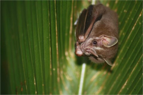 Figura 5. Son ocho las especies de murciélagos tienderos que viven en México, una de ellas es Artibeus watsoni. Se pueden encontrar en diferentes arquitecturas, una de ellas es la bífida. Foto. Luis R. Viquez. 