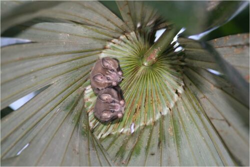 Figura 7. Los murciélagos tienderos ayudan a dispersar una gran cantidad de semillas y de muchas especies, por lo que son de vital importancia para mantenerlas selvas tropicales. Foto. Marina Rivero