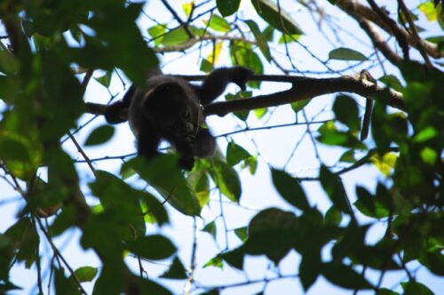 Cría de saraguato (Alouatta pigra) se alimenta de retoños en la Reserva de la Biósfera Montes Azules, Chiapas. (Maripaula Valdés Bérriz)