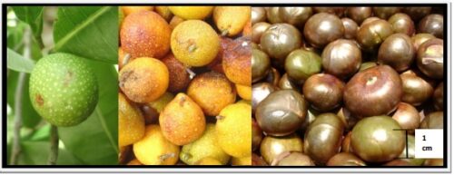 Los frutos de Ramón son dulces, de color amarillo anaranjado y sirven de alimento a una variedad de vertebrados. (Foto de Morales Ortiz y Herrera Tuz, www.conafor.gob.mx)