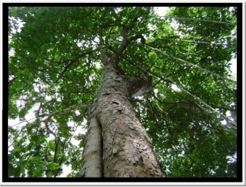 El Ramón o Brosimum alicastrum es un árbol común en los bosques tropicales del Sur de México. Se distribuye desde México, Centro América, el Caribe, hasta el norte de Sudamérica. (Foto por Morales Ortiz y Herrera Tuz, www.conafor.gob.mx)