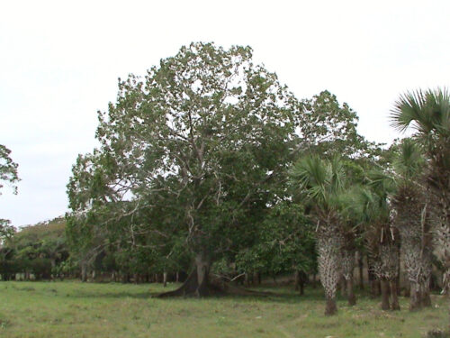 Arbol de Ficus adulto rodeado de palmas. Foto por Sergio Madrid L.
