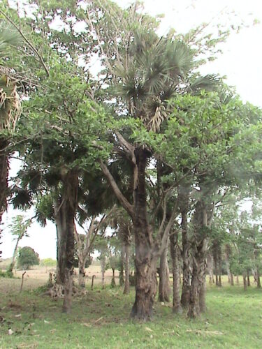 Ficus estrangulador o matapalo creciendo alrededor de una palma (Sabal mexicana), lo que probablemente terminará matándola. Foto por Sergio Madrid L.