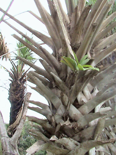 Planta de Ficus estrangulador creciendo sobre una palma. Foto por Sergio Madrid L.