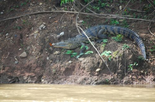 Cocodrilo americano (Crocodylus acutus) tomando el sol en la orilla del Río Lacantún. ¿Puedes adivinar que animal está posado en su hocico? (Foto por Maripaula Valdés Bérriz)