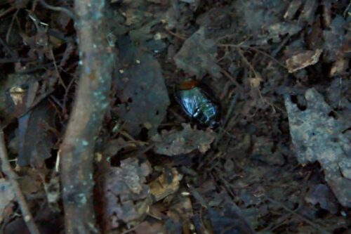 Chinche del género Prolobodes encontrada en la Reserva de la Biósfera de Montes Azules, Chiapas. (Foto por Aseneth Ureña Ramón)