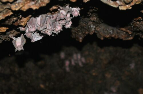 Pequeño parche de crías del murciélago magueyero menor (Leptonycteris yerbabuenae) en la Reserva de la Biósfera El Pinacate. (Foto por Begoña Iñarritu)