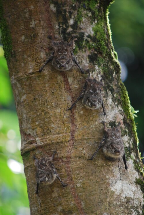 El murciélago narigón (Rhynchonycteris naso) es una especie de insectívoro aéreo que habita desde México hasta Brasil. Estos fueron fotografiados en la Selva Lacandona, Chiapas. (Foto por Maripaula Valdés Bérriz)