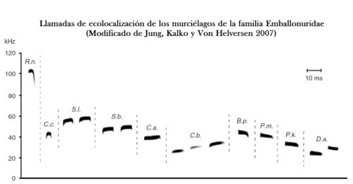 Figura 2. Las llamadas de los murciélagos son variables en forma, frecuencia, duración y hasta ritmo con el que son emitidas.