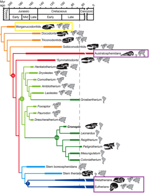 Figura 2. Árbol filogenético donde se muestra el origen de los mamíferos. En el recuadro amarillo aparecen los primeros ancestros de los mamíferos, los morganucodóntidos, hace aproximadamente 200 millones de años. En los dos recuadros morados aparecen los tres grupos supervivientes de los mamíferos. Los australosfénidos, que son el grupo que incluye a los mamíferos prototerios, como los equidnas y los ornitorrincos. Los metaterios que incluye a todos los marsupiales como los tlacuaches, canguros y koalas; y a los eutherios, que son el resto de los mamíferos como los elefantes, los chimpances y los murciélagos. (Tomado de Highly specialized mammalian skulls from the Late Cretaceous of South America. 2011. Rougier, G. W., Apesteguía, S. & L. C. Gaetano. Nature 479:98–102)
