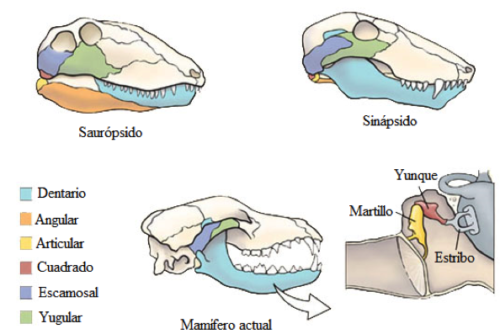 Figura 1. Modificación del cráneo a través del tiempo y la evolución de los mamíferos. (Imagen modificada de : http://animaldiversity.org/collections/contributors/Grzimek_mammals/structure_function/v12_id3_con_jawearstr/)