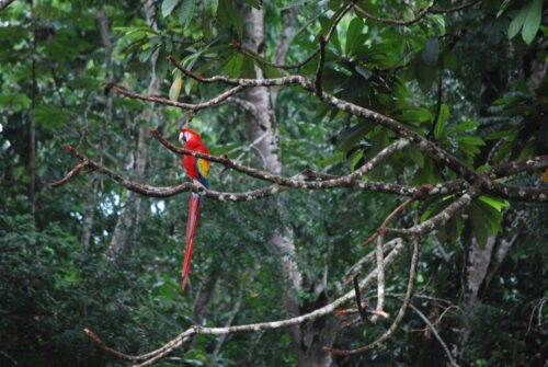La guacamaya roja (Ara macao) es una de las especies emblemáticas que se pueden observar en la Selva Lacandona. (Foto por Maripaula Valdés Bérriz)