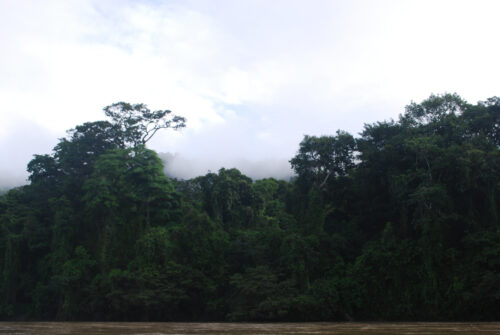 La Selva Lacandona es el área más grande de selva tropical húmeda de México. (Foto por Maripaula Valdés Bérriz)