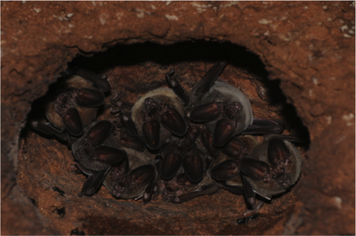 Figura 1. Un grupo de murciélagos de la especies Lophostoma silvicolum refugiándose en un termitero construido por ellos. Foto: Luis Aguirre.Tomada de http://www.inaturalist.org/photos/463095.