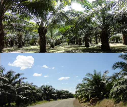 Foto 2. Grandes extensiones de terreno son destinadas para la producción de palma de aceite. Se ubican principalmente a orillas de carretera para que el transporte del fruto sea fácil. 