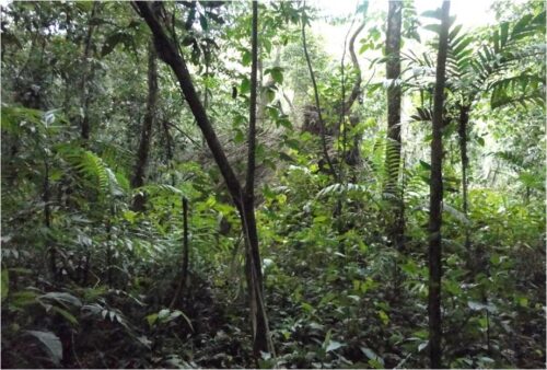 Foto 1. La Selva Lacandona, Chiapas tiene una alta diversidad de murciélagos. 