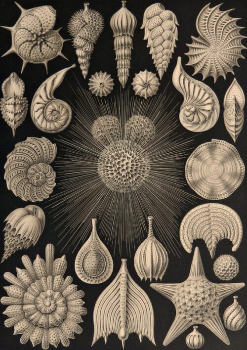 Figura 5: “Talamophora”. Ernest Haeckel en Kunstformen der Natur Tomado de: http://www.kuriositas.com/2012/01/art-forms-of-nature-ernst-haeckel.html