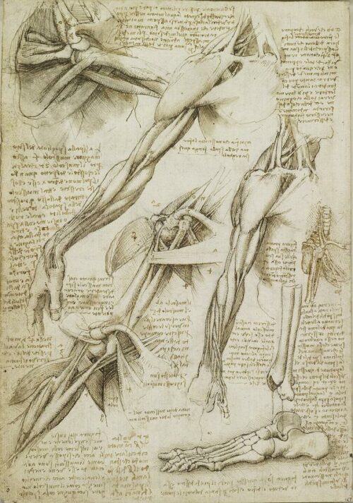 Estudio de los músculos del hombro. Leonardo Da Vinci, 1510-1511 Tomado de: https://socialactionnow.files.wordpress.com/2013/12/anatomical-studies-of-the-shoulder.jpg