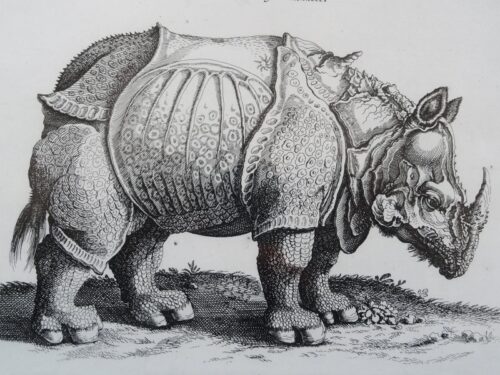 Figura 3: "Rinoceronte" de Alberto Durero. Tomado de: http://recursostic.educacion.es/artes/plastic/web/cms/index.php?id=270
