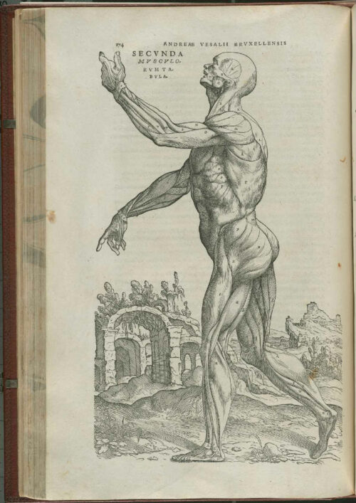 Figura 4: Sistema muscular. Andrea Vesalius en la obra “De humani corporis fabrica” Tomado de: http://planeta-mhpi.livejournal.com/10011.html