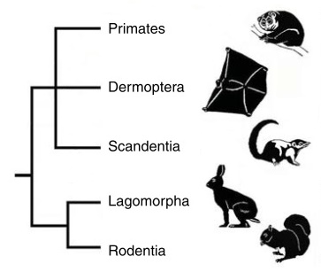 Figura 4. Árbol filogenético entre los órdenes Primate, Dermoptera (colugos) y Scandentia (musarañas). [Modificado de Martin, R. D. 2008. Colugos: obscure mammals glide into the evolutionary limelight. Journal of biology 7:13.] 