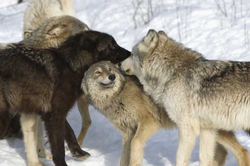 wolves-lose-protection-us-states_65