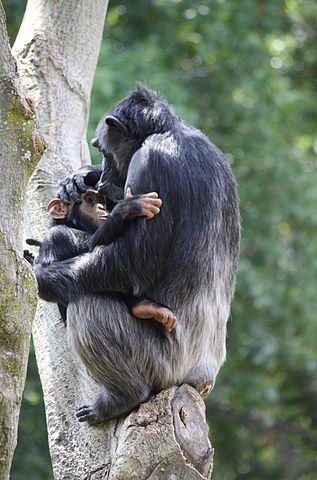 317px-Chimpanzee_mother_with_baby
