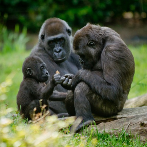 Gorilla family moment