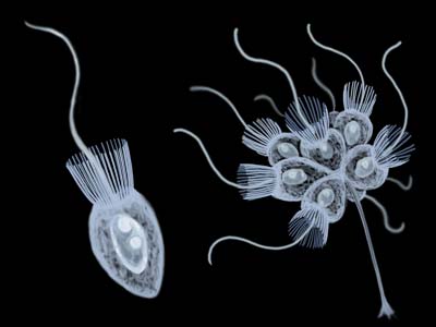 choanoflagellate