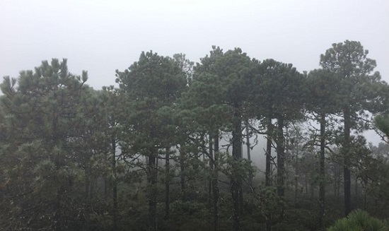 La Sierra Norte de Oaxaca alberga el bosque mesófilo de montaña, un ecosistema único y de gran biodiversidad.